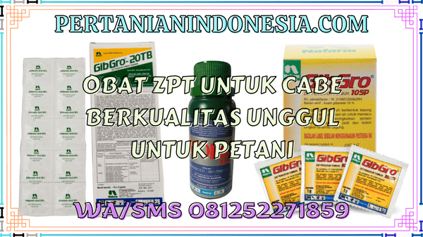 Obat ZPT Untuk Cabe Berkualitas Unggul Untuk Petani